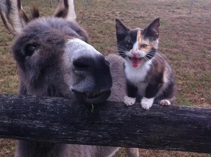 A Piece Of Oceanfront Heaven Sleeps 6